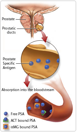 Free and bound PSA levels in vivo