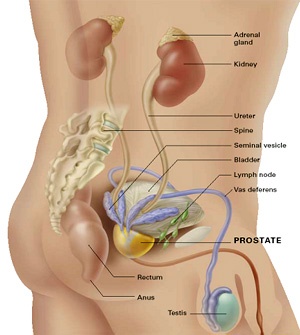 Picture and labels of prostate and other organs.