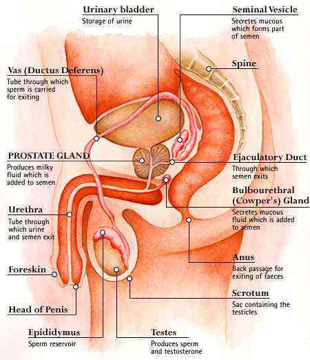 Diagram of prostate and surrounding organs.